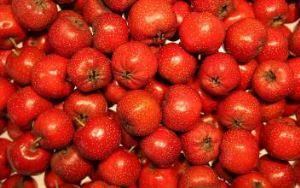 Organski glog voće u prahu, glog berry, glog Herba, glog voće, glog bobica prah