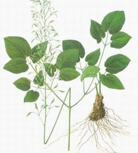 epimedium